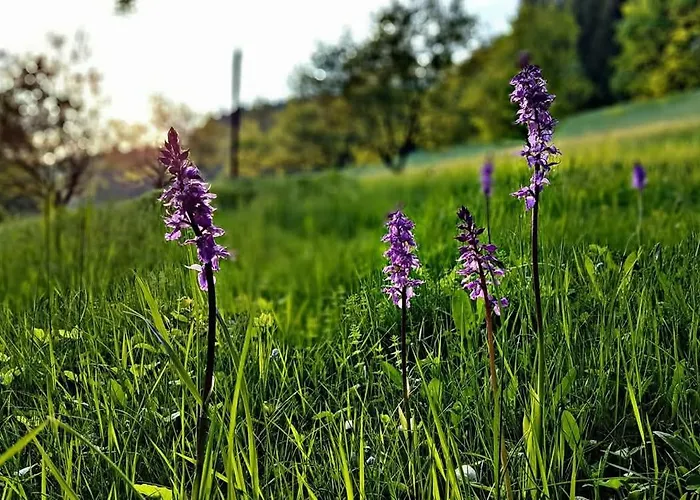 Purpurova Luka